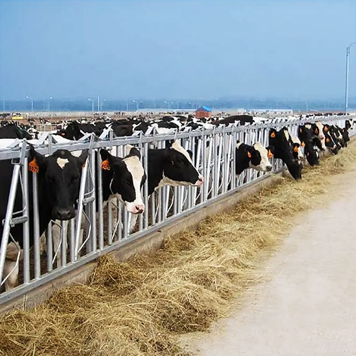 Tasuta kioskid piimalehmadele